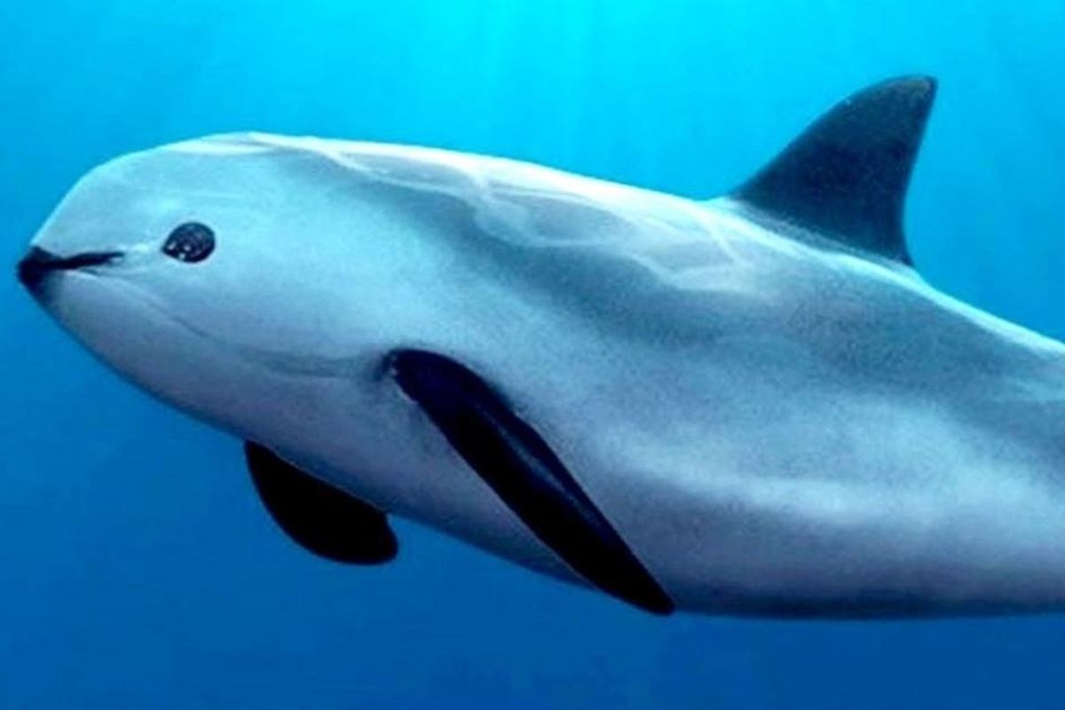 Its save the vaquita week what you should know about the worlds most adorable and endangered porpoise