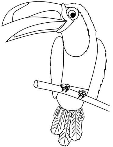 Toucan coloring page free printable coloring pages