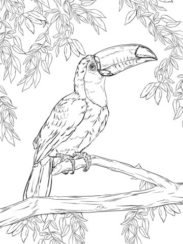 Toco toucan coloring page free printable coloring pages animal coloring pages toco toucan bird coloring pages