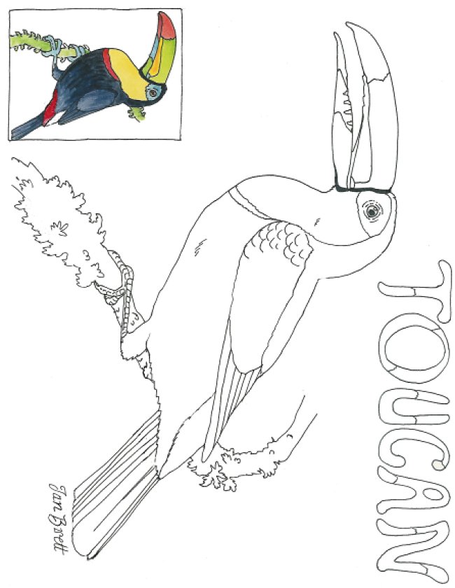 Cloud forest toucan coloring page