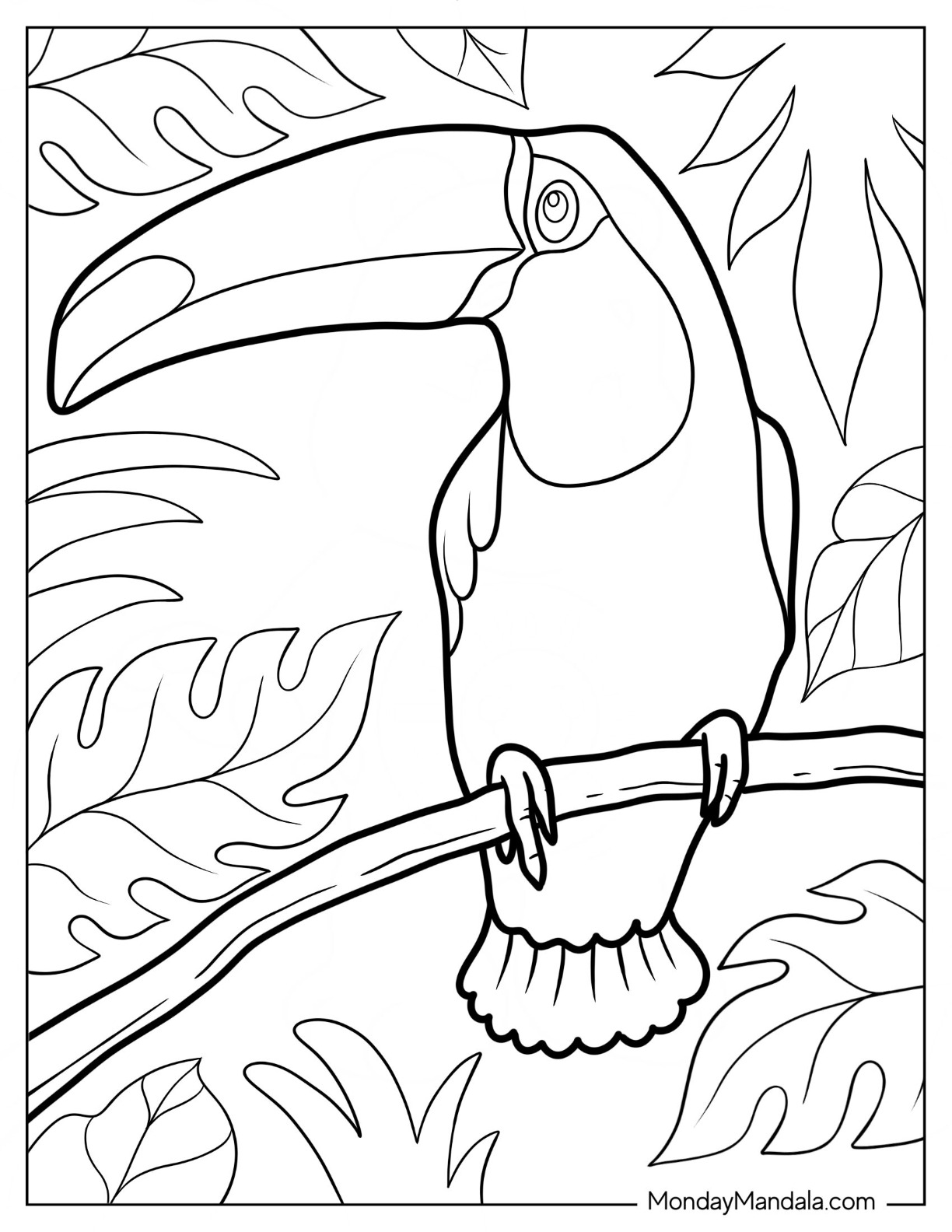 Toucan coloring pages free pdf printables