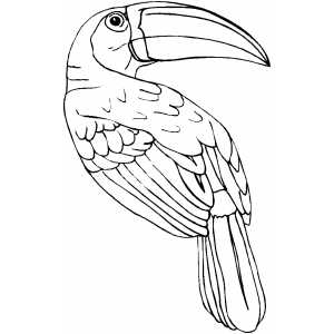 Toucan coloring page