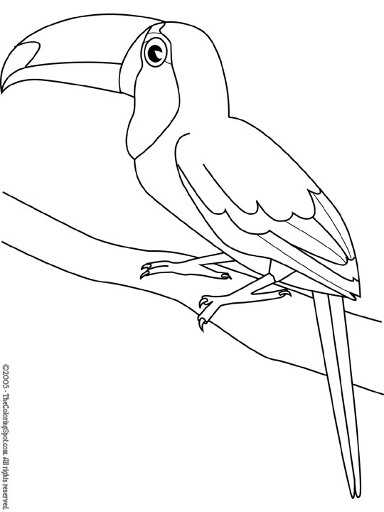 Toucan coloring page audio stories for kids free coloring pages colouring printables