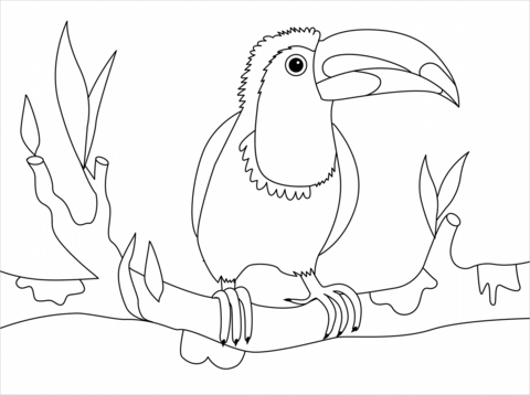 Toucan coloring page free printable coloring pages