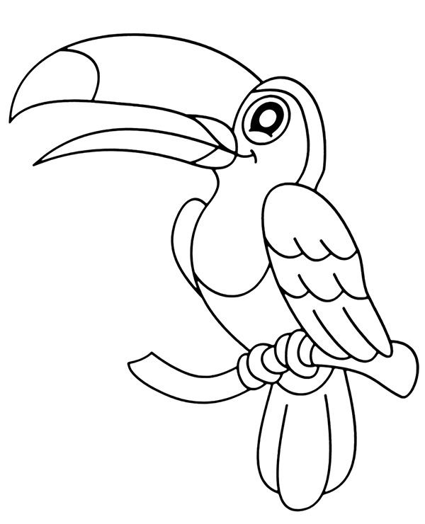 Toucan coloring page exotic bird