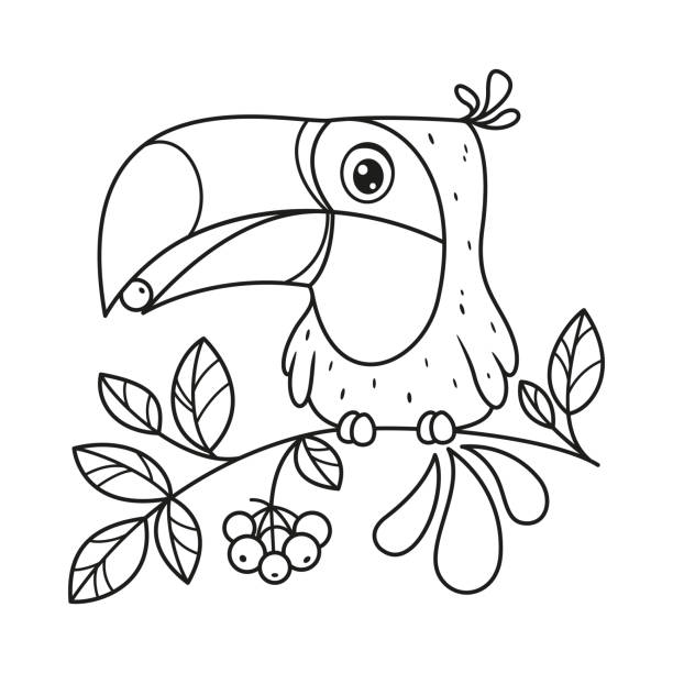 Toucan coloring page stock illustrations royalty