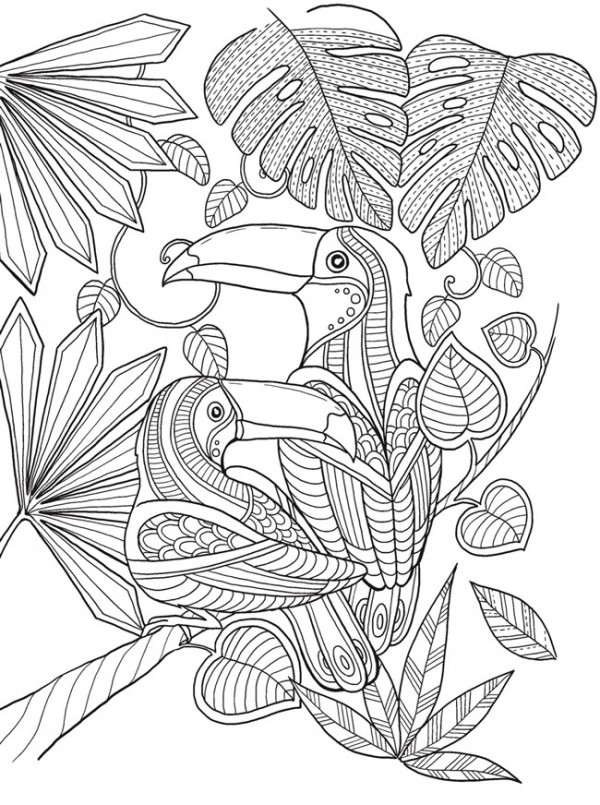 Freebie toucan coloring page â