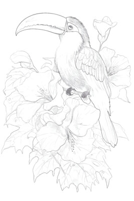 Toucan summer bird coloring page