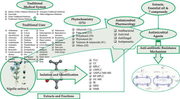 A review of ethnobotany phytochemistry antimicrobial pharmacology and toxicology of nigella sativa l