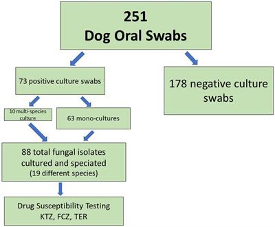 Frontiers fungal diversity and drug susceptibility of the oral mycobiome of domestic dogs