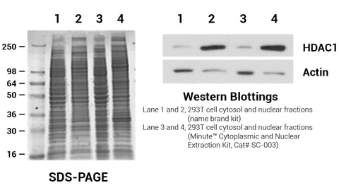 Cytoplasmic nuclear extraction kits spin column based â invent biotechnologies inc