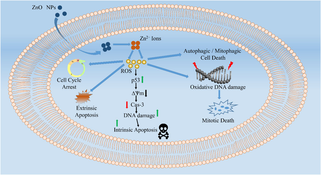 Frontiers green metallic nanoparticles biosynthesis to applications