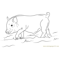 Boar coloring pages for kids printable free download