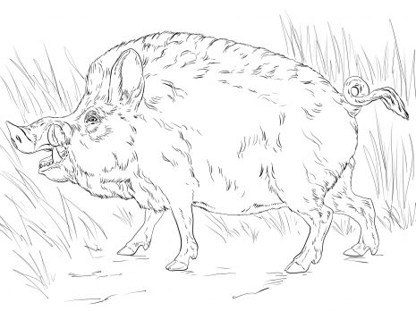 Big wild boar coloring page super coloring animal coloring pages wild hog coloring pages