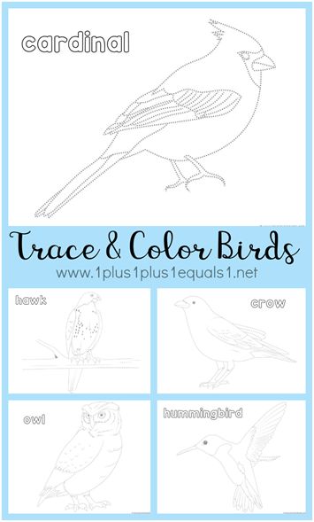 Bird trace and color printables homeschool nature study homeschool bird coloring pages