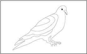 Birds coloring and tracing pages