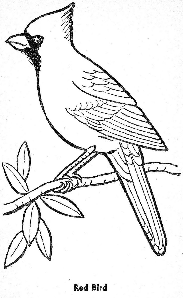 Ideas about bird outline bird template bird bird drawings bird art bird outline