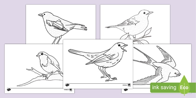 Spring birds pattern tracing activity teacher made