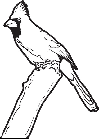 Free birds coloring pages for kids