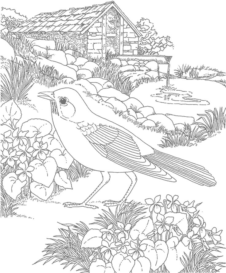 Robin bird gray for tracing coloring page â coloringrocks bird coloring pages flower coloring pages garden coloring pages