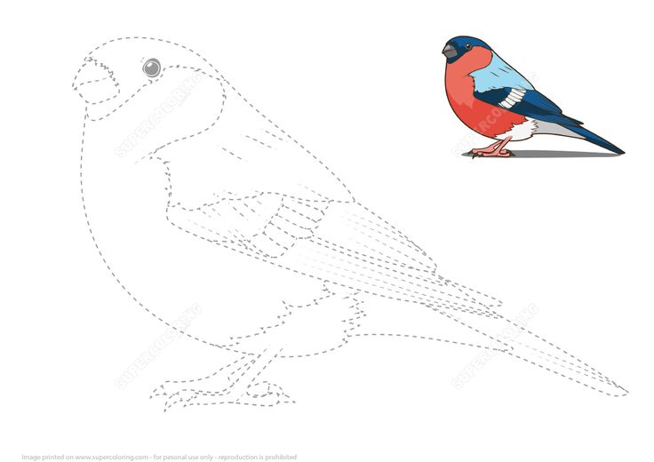 Draw a bullfinch by tracing dashed lines and color free printable puzzle games bullfinch bird quilt bird coloring pages