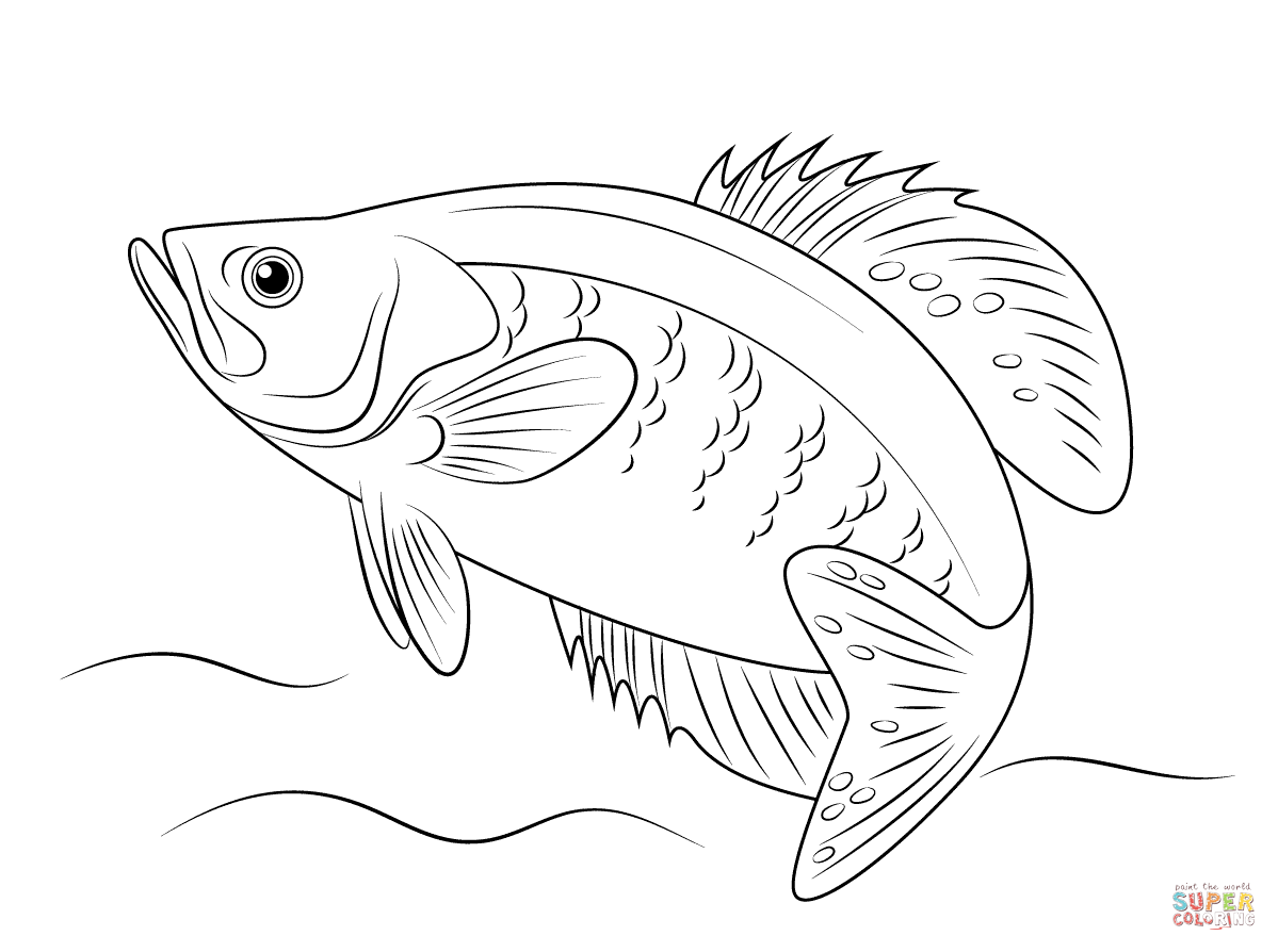 White crappie coloring page free printable coloring pages