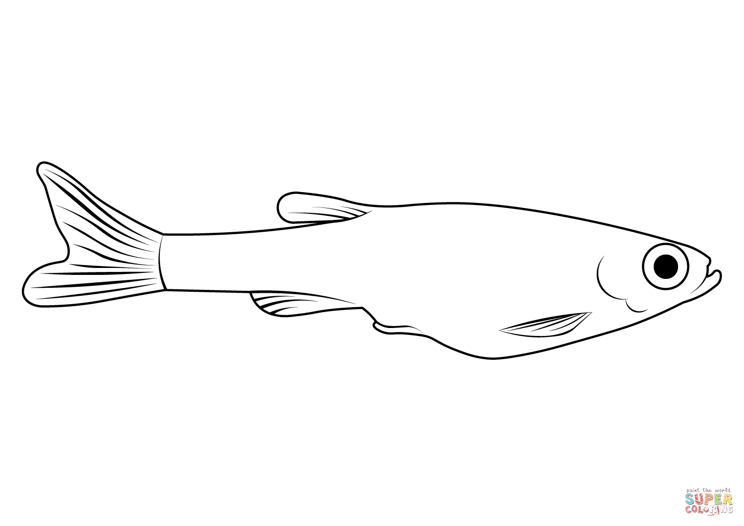 White cloud mountain minnow tanichthys albonubes coloring page free printable coloring pages