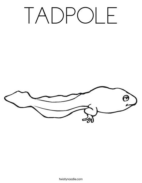 Tadpole coloring page coloring pages preschool coloring pages color