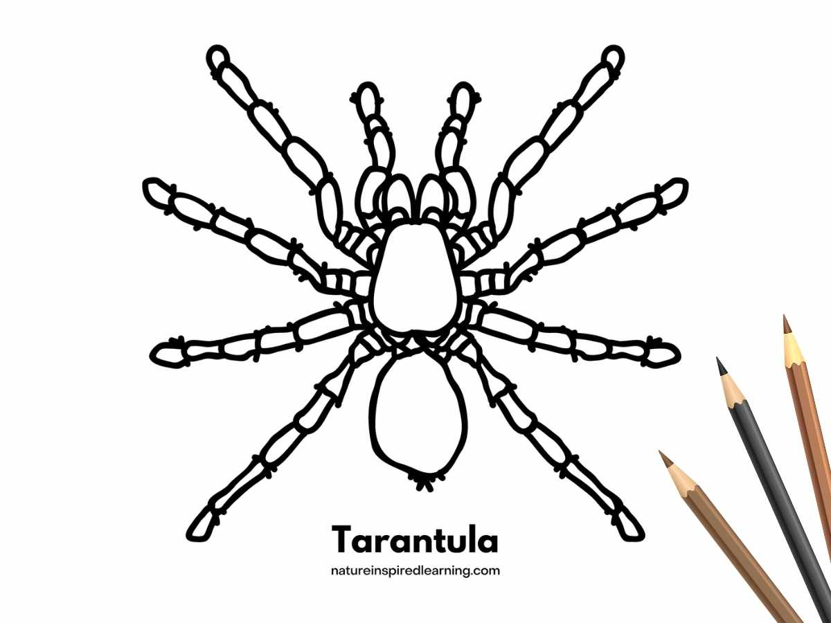 Spider coloring pages