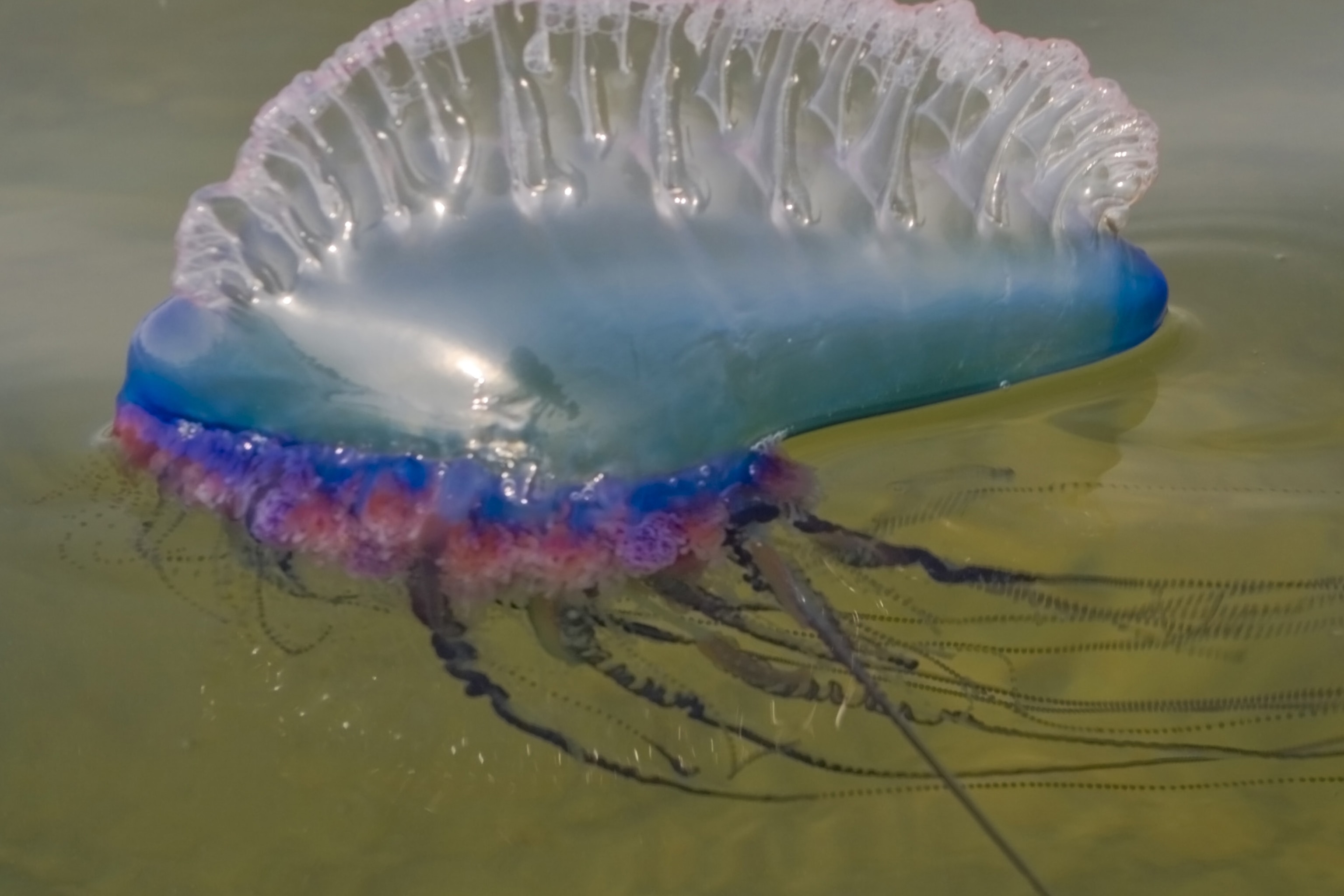 Portuguese man