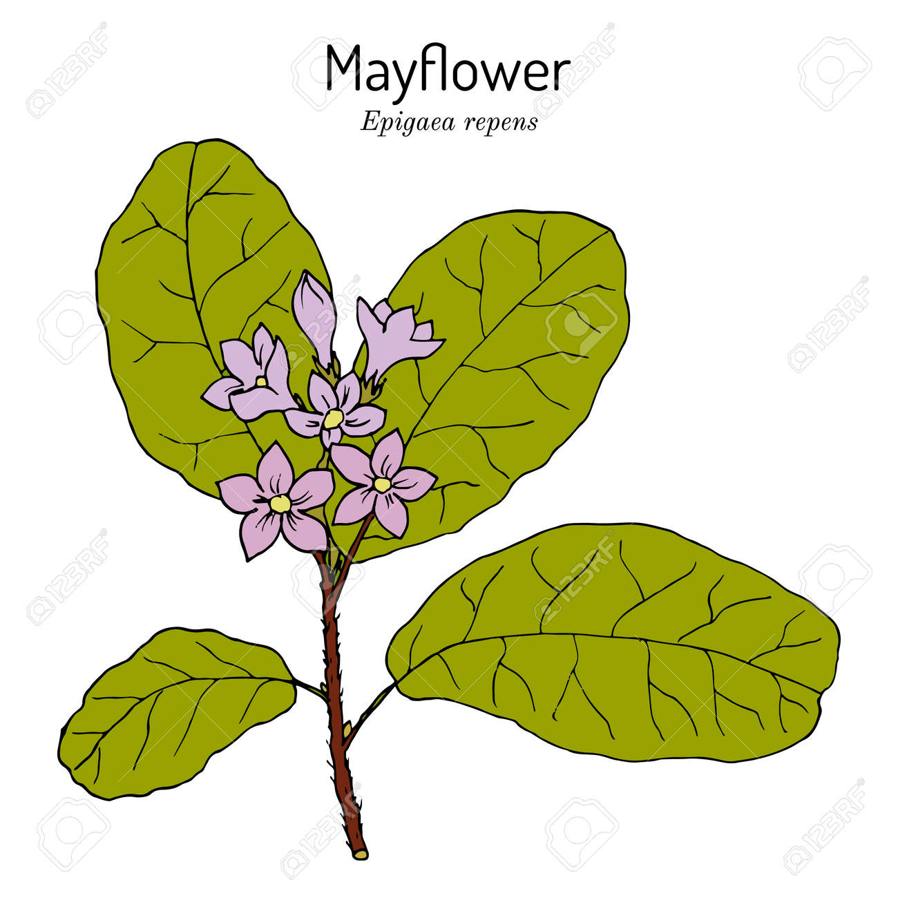 Mayflower or trailing arbutus epigaea repens state flower of massachusetts royalty free svg cliparts vectors and stock illustration image