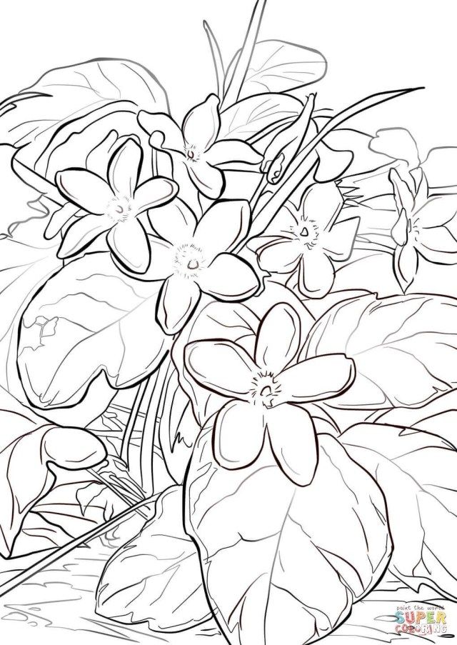 Discover stunning mayflower coloring pages