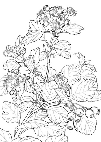 Mayflower coloring pages free coloring pages