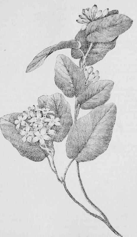 Trailing arbutus ground laurel mayflower