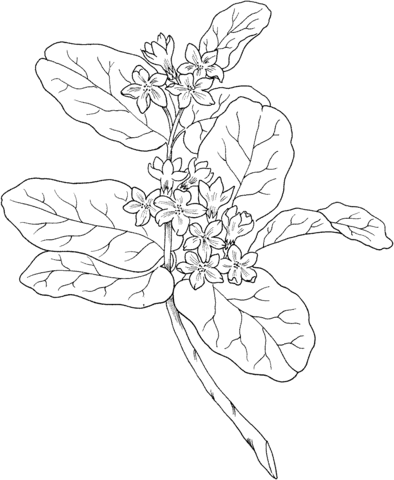 Epigaea repens or mayflower or trailing arbutus coloring page flower coloring pages coloring pages flower illustration