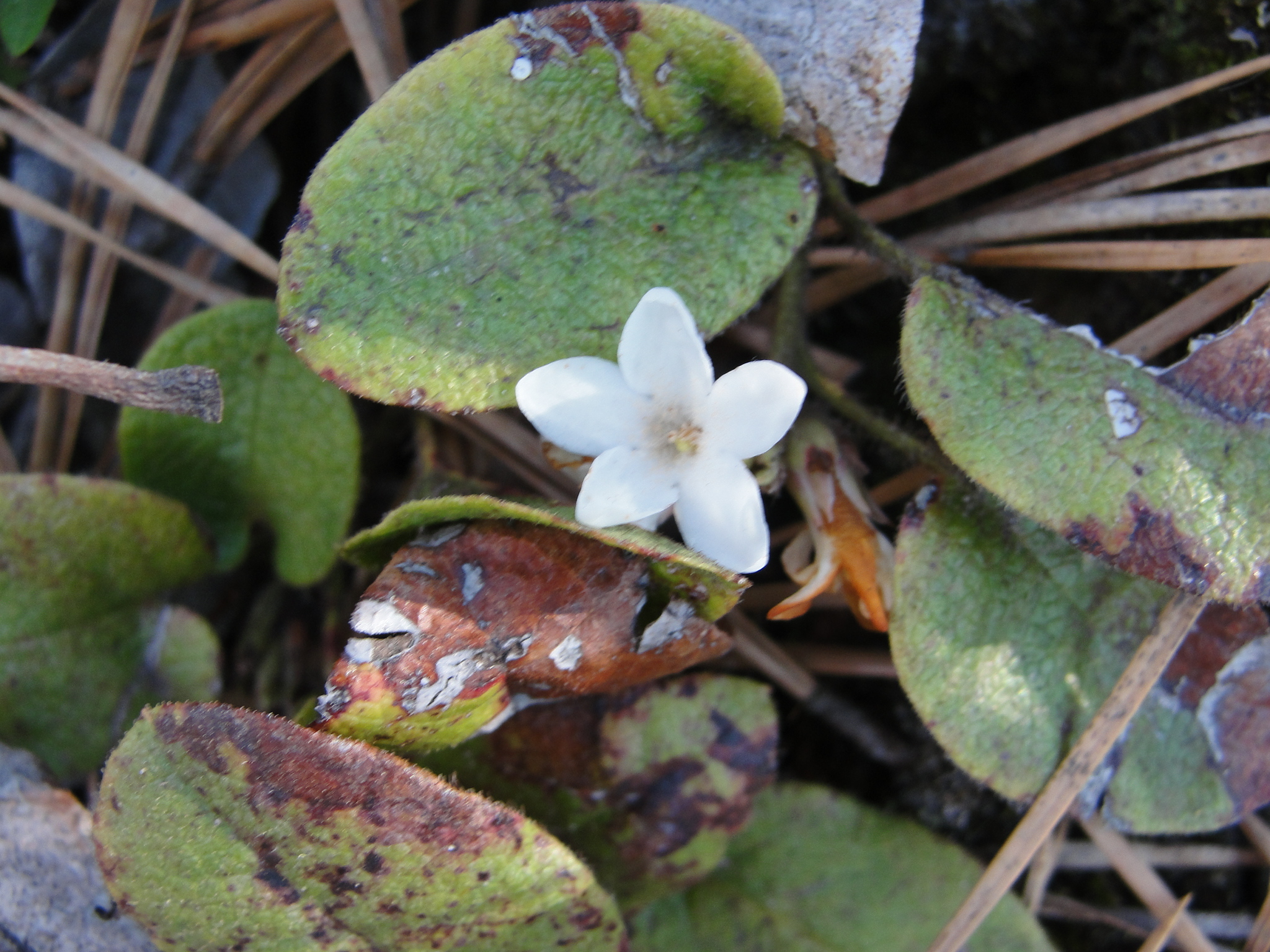 Trailing arbutus mary richmonds cape cod art and nature