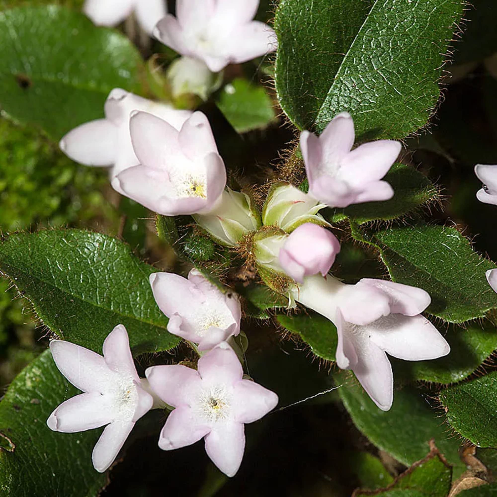 Chuxay garden mix mayflower plant seed seeds trailing arbutus plants epigaea repens beautiful perennial wildflower wonderful choice for garden patio lawn garden