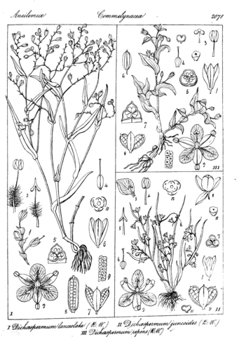 Dichaespermum lanceolatum and dichaespermum juncoides and dichaespermum repens coloring page free printable coloring pages