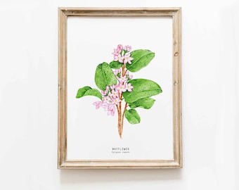 Mayflower hand painted watercolour art botanical wall dãcor massachusetts state flower trailing arbutus epigaea repens mayflowers