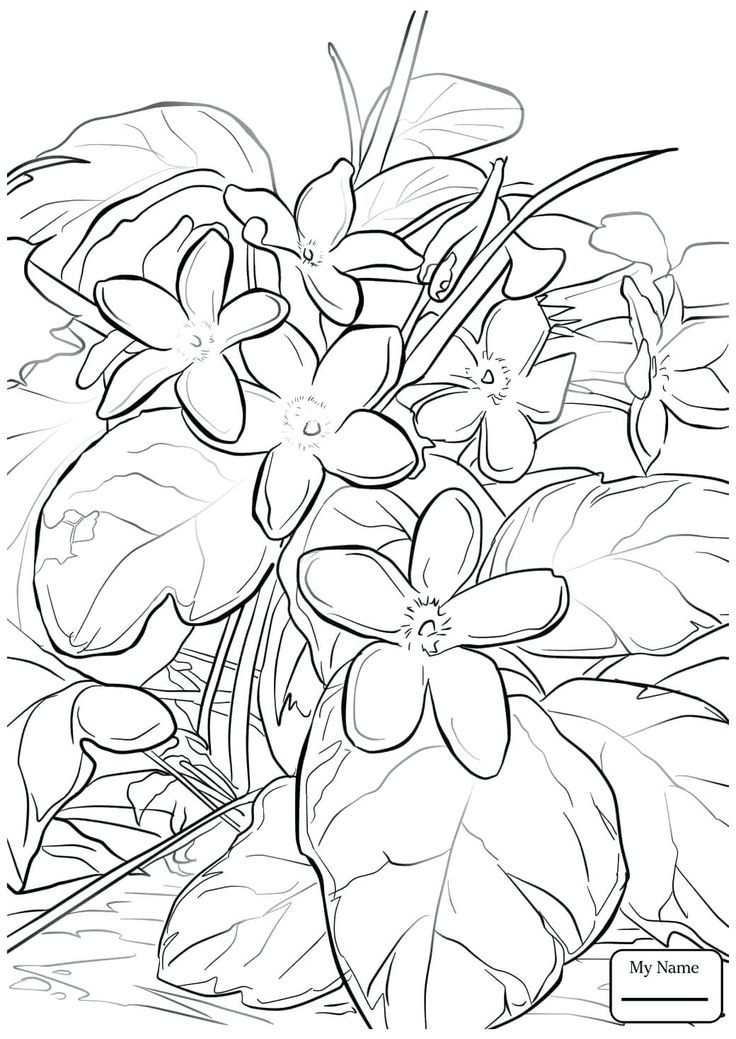 Mayflower coloring sheet or trailing arbutus flowers pages thanksgiving arbutus coloring flowersâ flower coloring pages cartoon coloring pages coloring pages