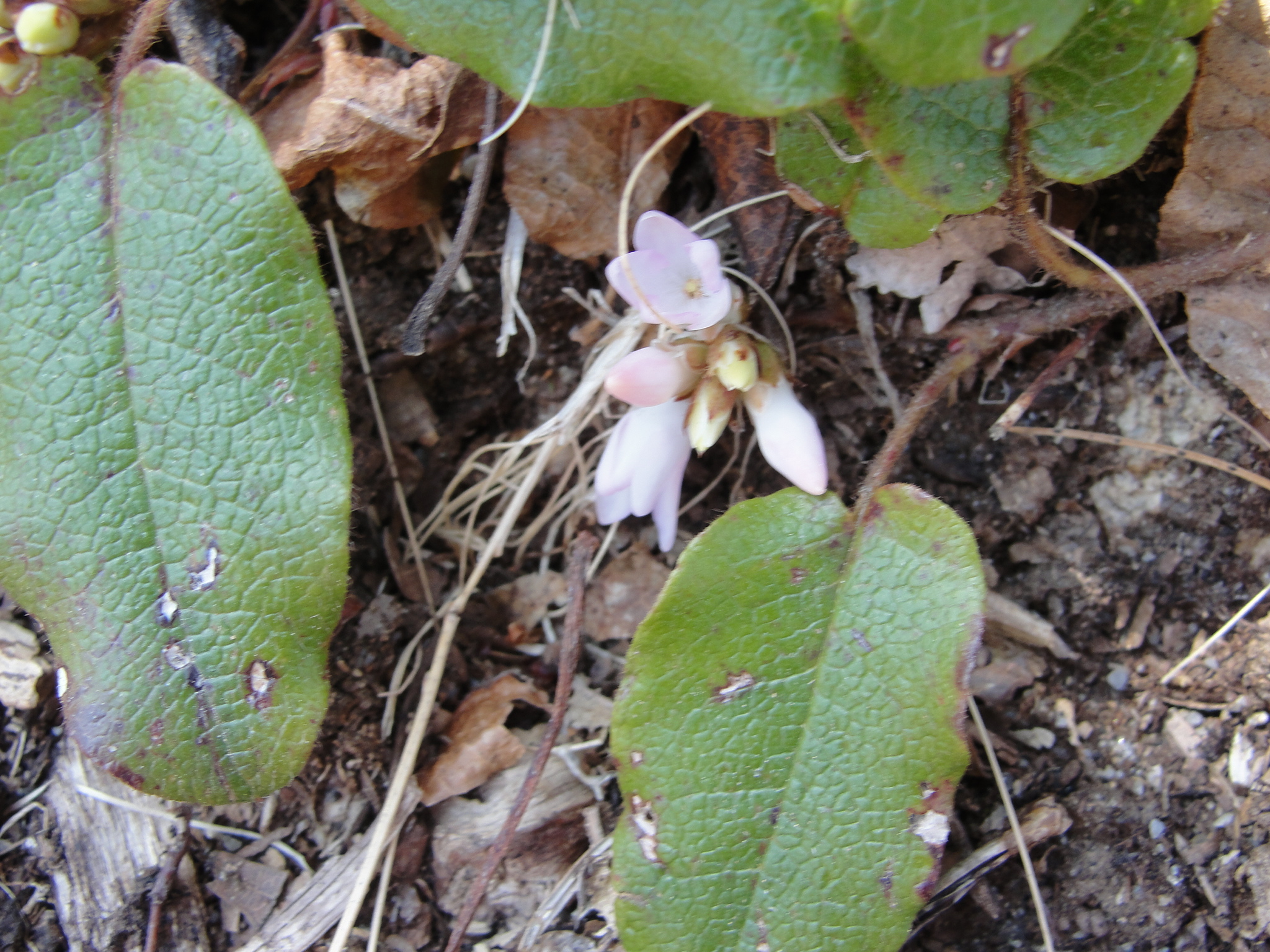 Trailing arbutus mary richmonds cape cod art and nature