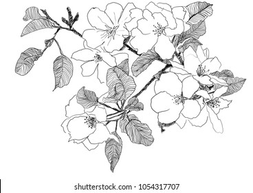 Mayflower trailing arbutus epigaea repens vintage stock vector royalty free