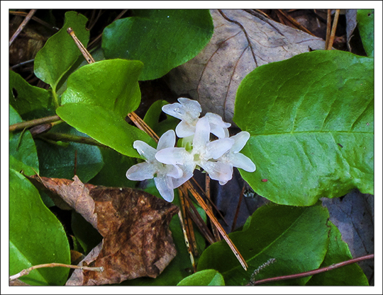 Adirondack wildflowers trailing arbutus epigaea repens