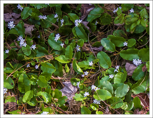 Adirondack wildflowers trailing arbutus epigaea repens