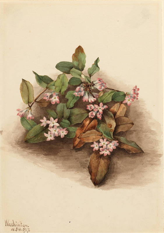 Trailing arbutus epigaea repens art print by mary vaux walcott