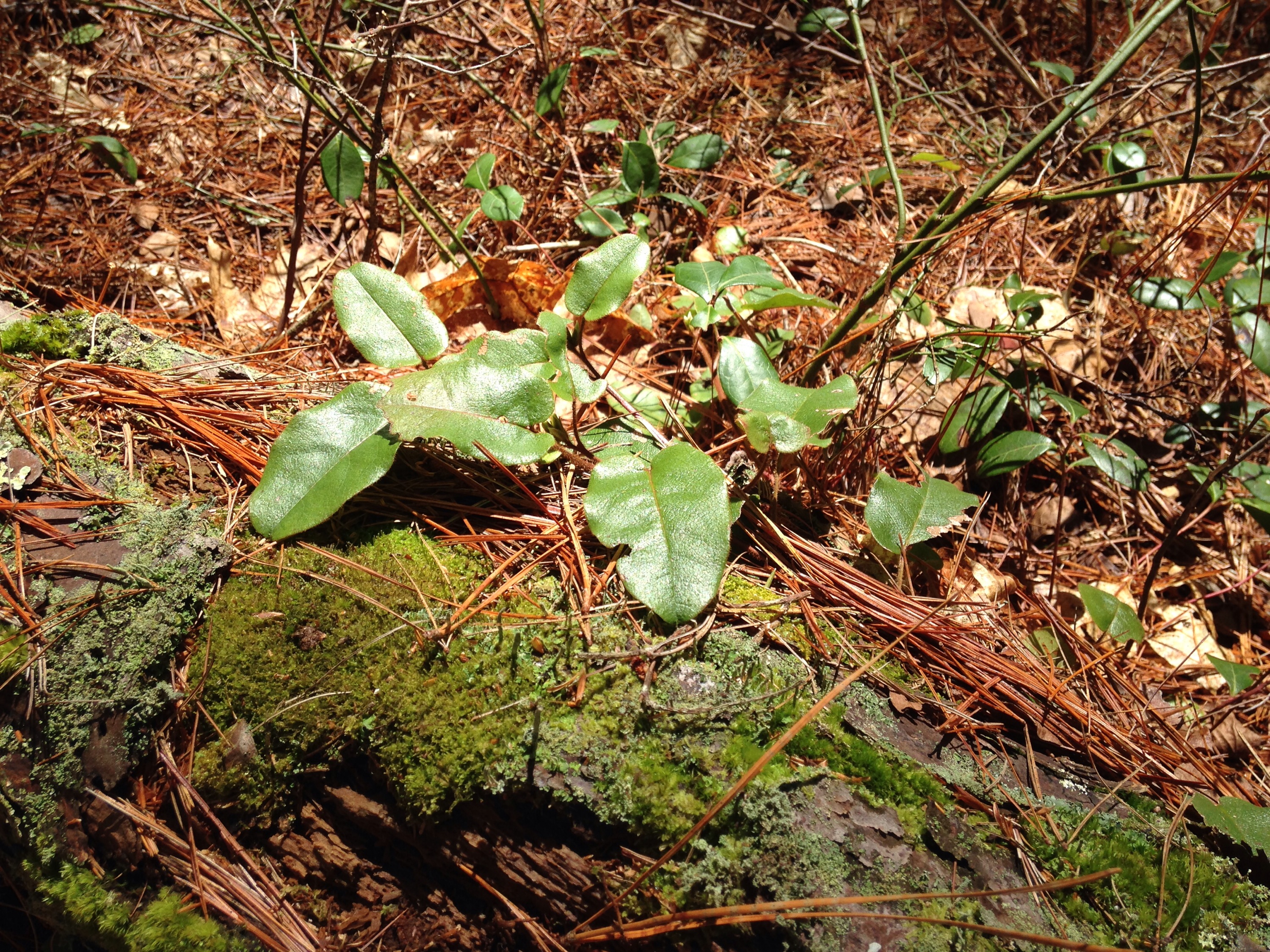 Trailing arbutus mary richmonds cape cod art and nature