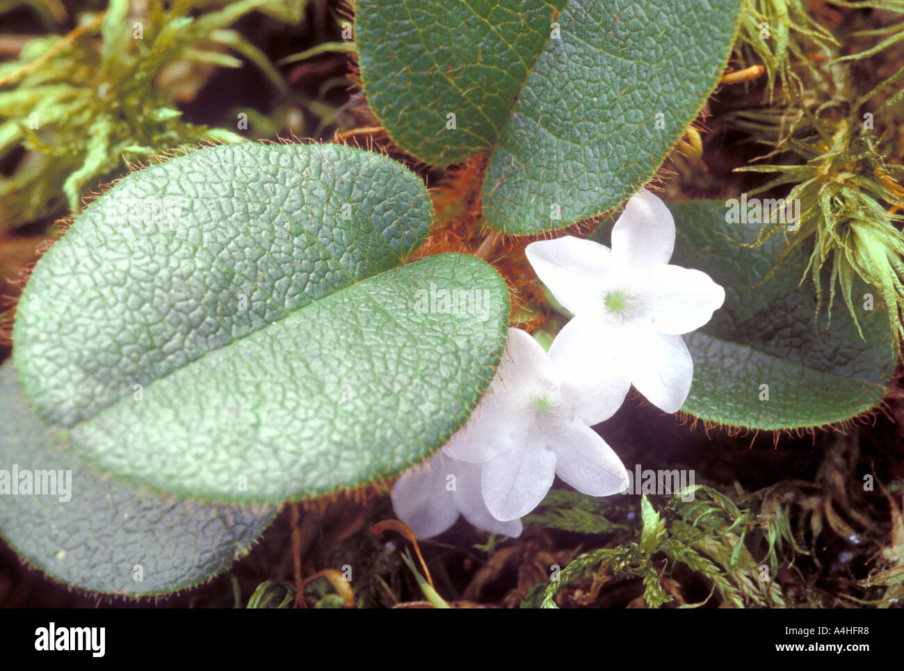 Trailing arbutus hi