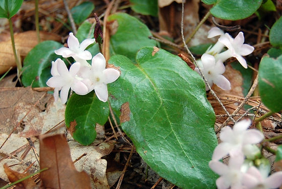 Epigaea repens trailing arbutus blue stem natives