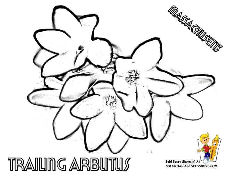 Massachusetts state flower coloring page trailing arbutus flower drawing flower printable flower coloring pages