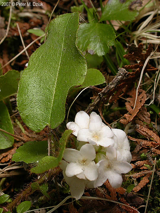 Epigaea repens trailing arbutus minnesota wildflowers